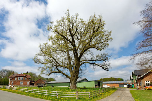 Barlohe (BHU: 6,04 m)