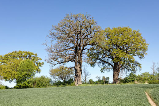 Grabau (BHU: 6,55 m)