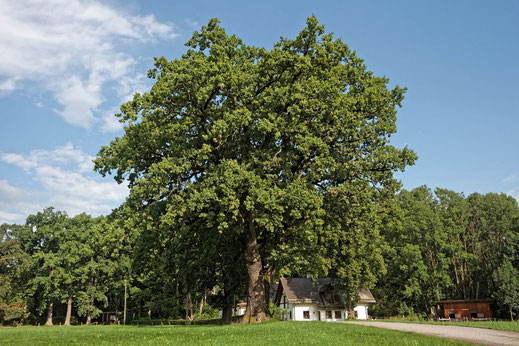 Eiche bei der Schießstätte bei Glonn