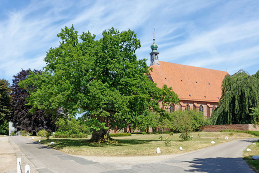 Eiche beim Kloster Preetz in Preetz
