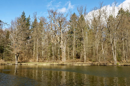 Adlereiche im Wildpark Stuttgart bei Stuttgart