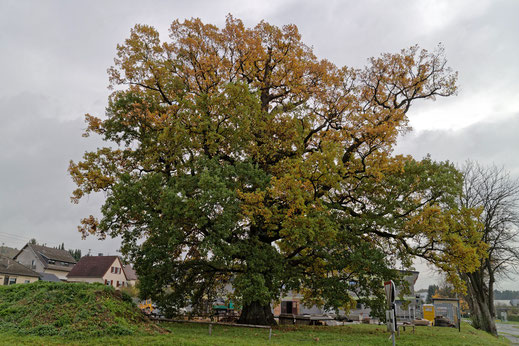 Eiche in Hamm (Sieg)