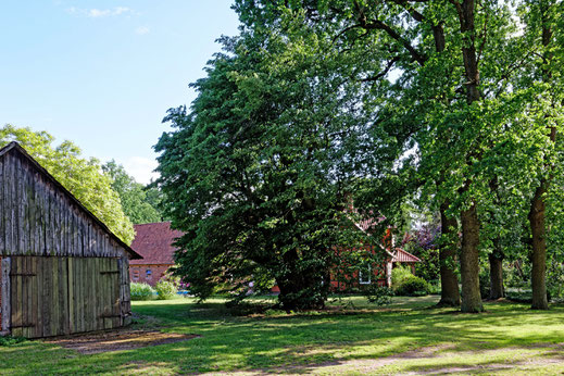 Dorflinde in Metzingen