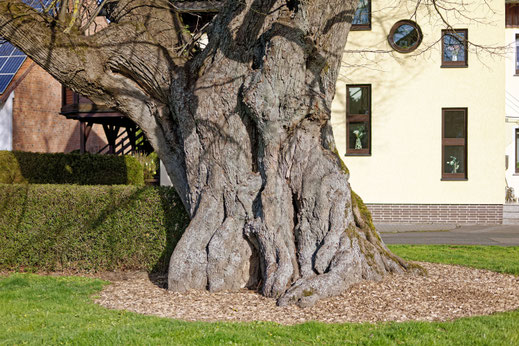 Linde in Varlosen