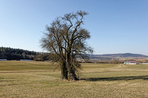 1. Birne bei Stetten