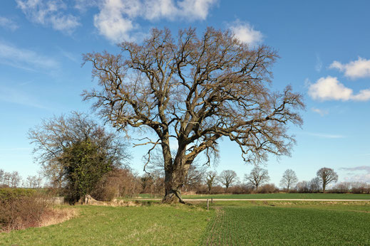 Eiche Stoltenberg