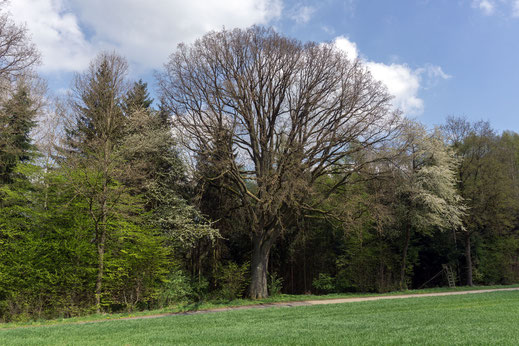 Eiche bei Neuses an den Eichen