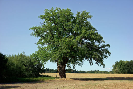 Eiche bei Dalwitz