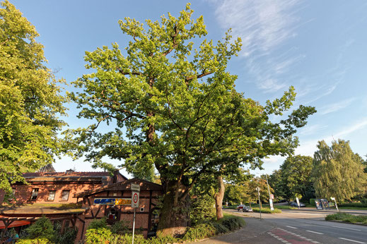 Eiche am Gasthof zur Eiche in Zippendorf