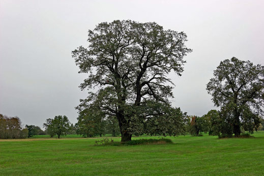 Eiche der Jonitzer Hutung in Dessau