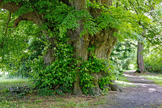 Pastorenlinde in Destedt