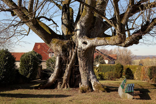 Friedhofslinde in Fischborn