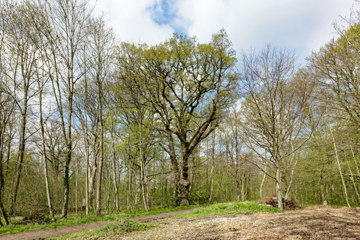 Gut Knoop (BHU: 5,95 m)