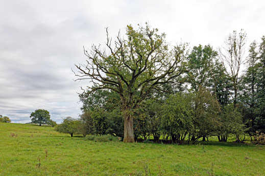 Neu Ziddorf (BHU: 5,98 m)