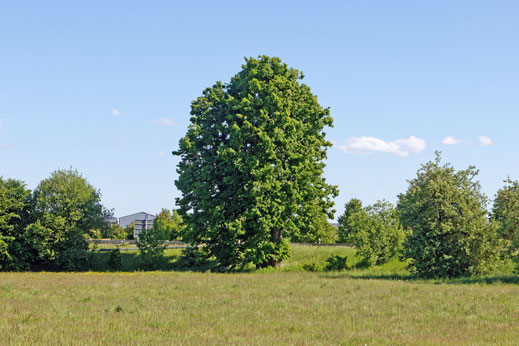 Linde bei Merklingen