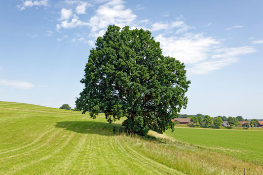 Reinstorf (BHU: 6,15 m)