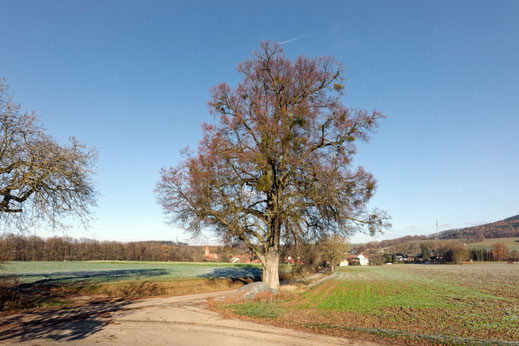 Linde bei Kirchlein
