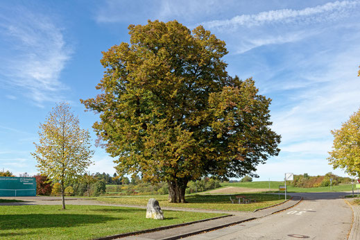 Linde in Hayingen