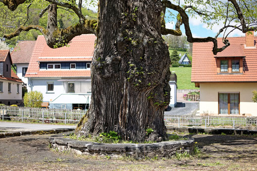 Dorflinde in Haselbach