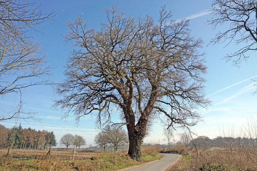 Eiche bei Stolpe