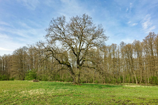 Fincken (BHU: 6,86 m)