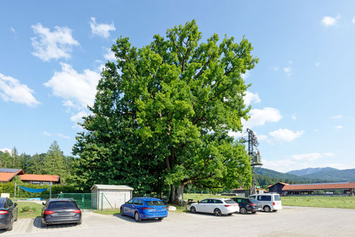 Eiche bei Bichl