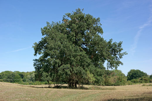 Feldeiche bei Groß Rehberg