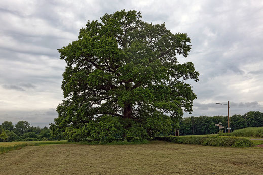 Höpkers Eiche bei Westkilver