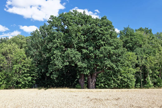 Eiche bei Rackel