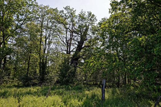 Eiche bei Vockerode