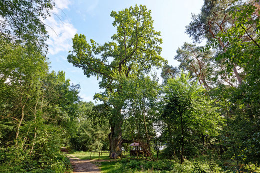 Löcknitz, Tausendjährige Eiche (BHU: 6,85 m)