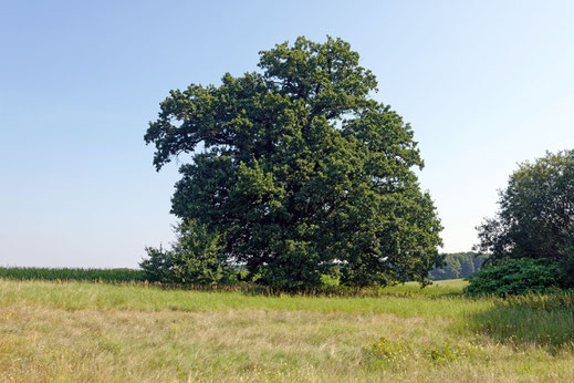 Hohenzieritz (BHU: 6,48 m)