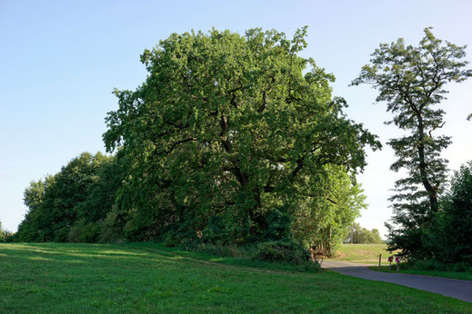 Eiche bei Schlieffenberg