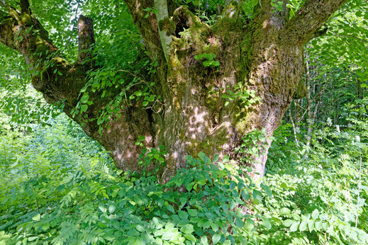 Antenberglinde bei Obersalzberg