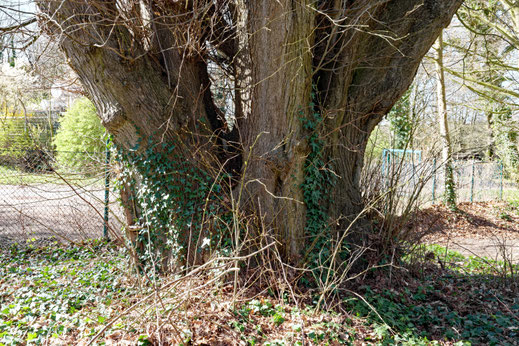 Linde in Harpstedt
