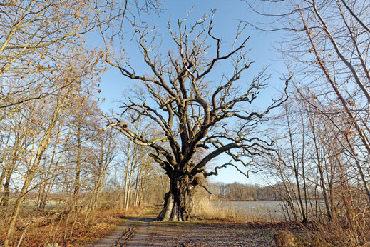 Rieseneiche am Großen Ziegelteich bei Niedergurig