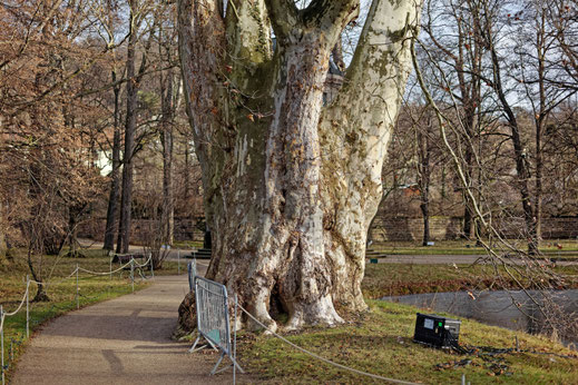 Platane Pillnitz