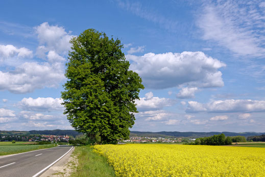 Linde bei Hollfeld