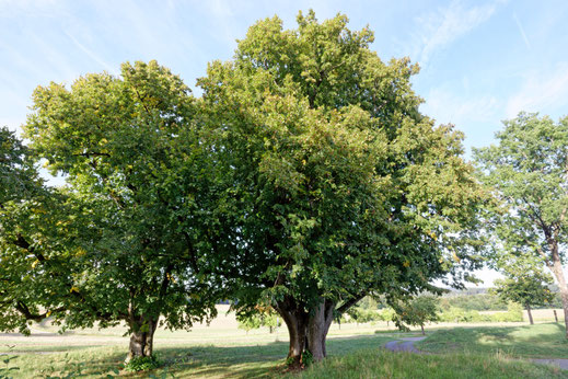 Linde bei Wallersberg