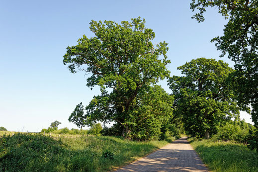 Gut Sierhagen (BHU: 6,30 m)