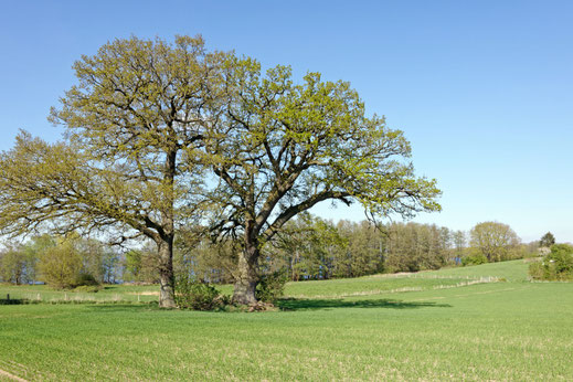 Sepel (BHU: 5,95 m)