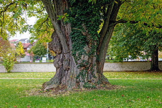 Schlossrobinie im Garten von Schloss Geislingen in Geislingen