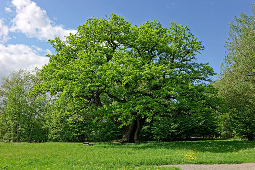 Tausendjährige Eiche bei Reith