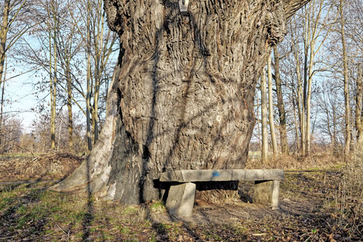 Rieseneiche am Großen Ziegelteich bei Niedergurig