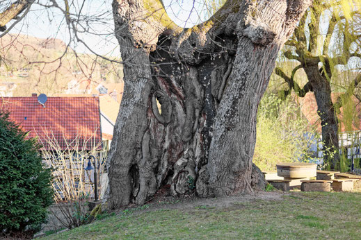 Linde in Atzenhausen