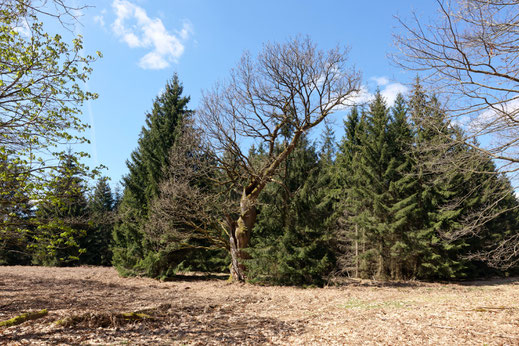 Lohengrineiche im Reinhardswald