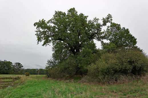 2. Eiche der Eichengruppe im Severtin bei Wörlitz