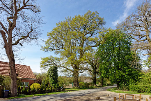 Gut Wulfshagen (BHU: 6,20 m)