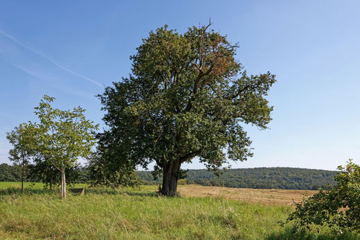 Birne bei Reith