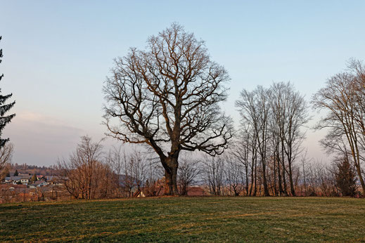 Eiche in Erolzheim